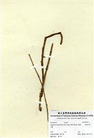 藏品(臺灣木賊)的圖片